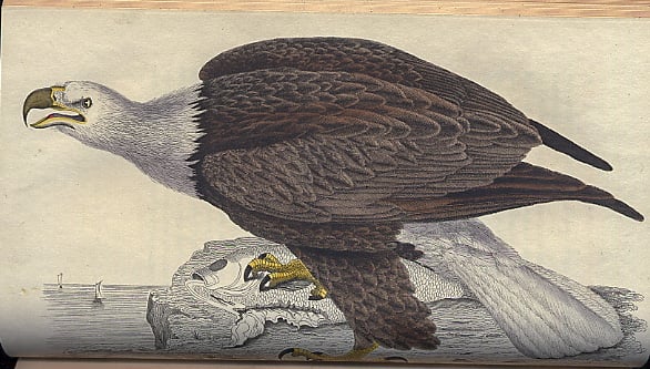 Celebration of the 250th Anniversary of the United States