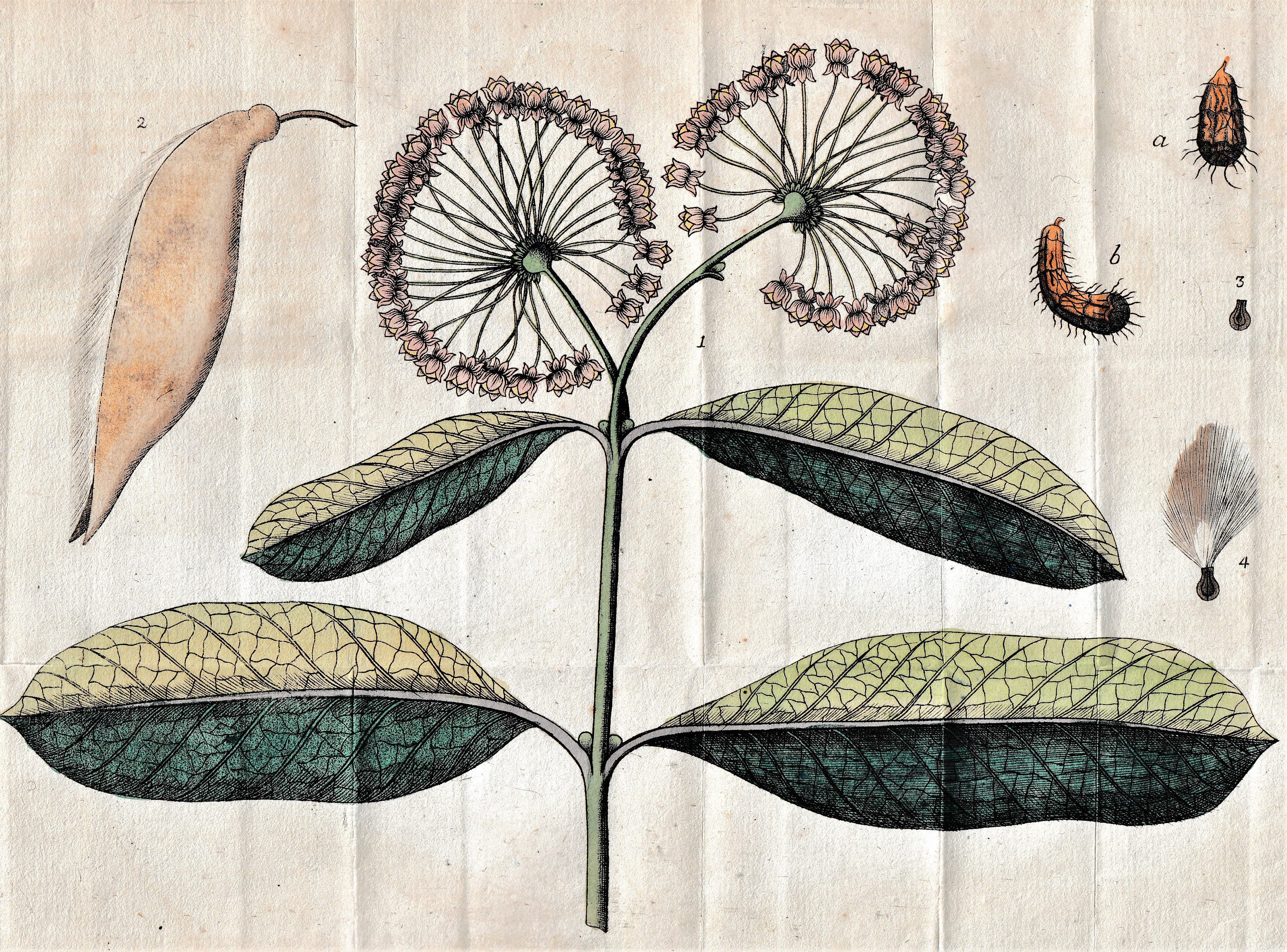 PLANTS