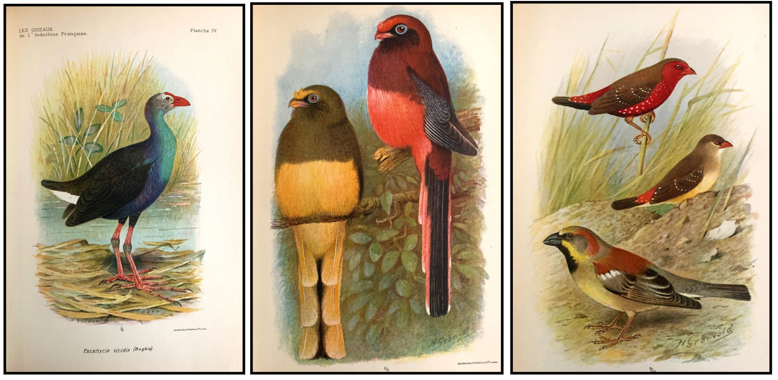 Birds of Indochina