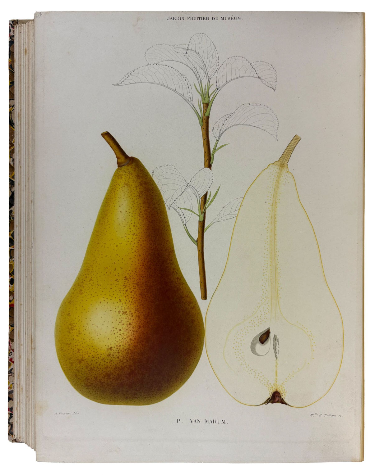 Pomology