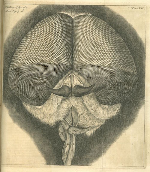 Micrographia Restaurata