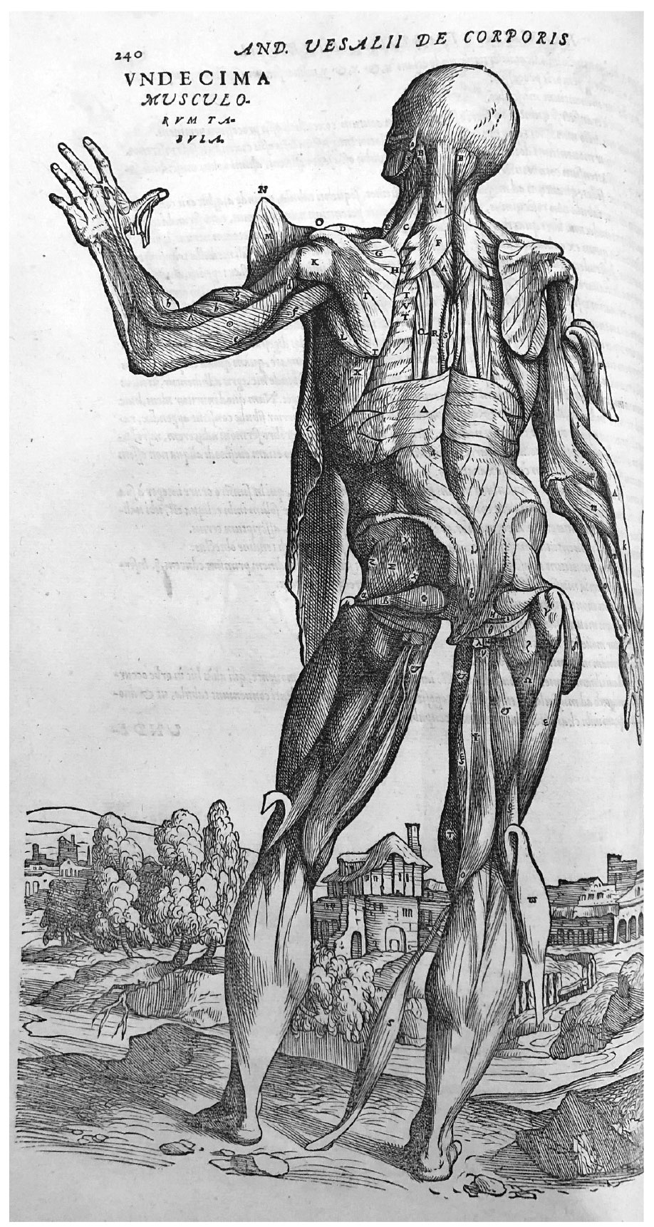 Vesalius