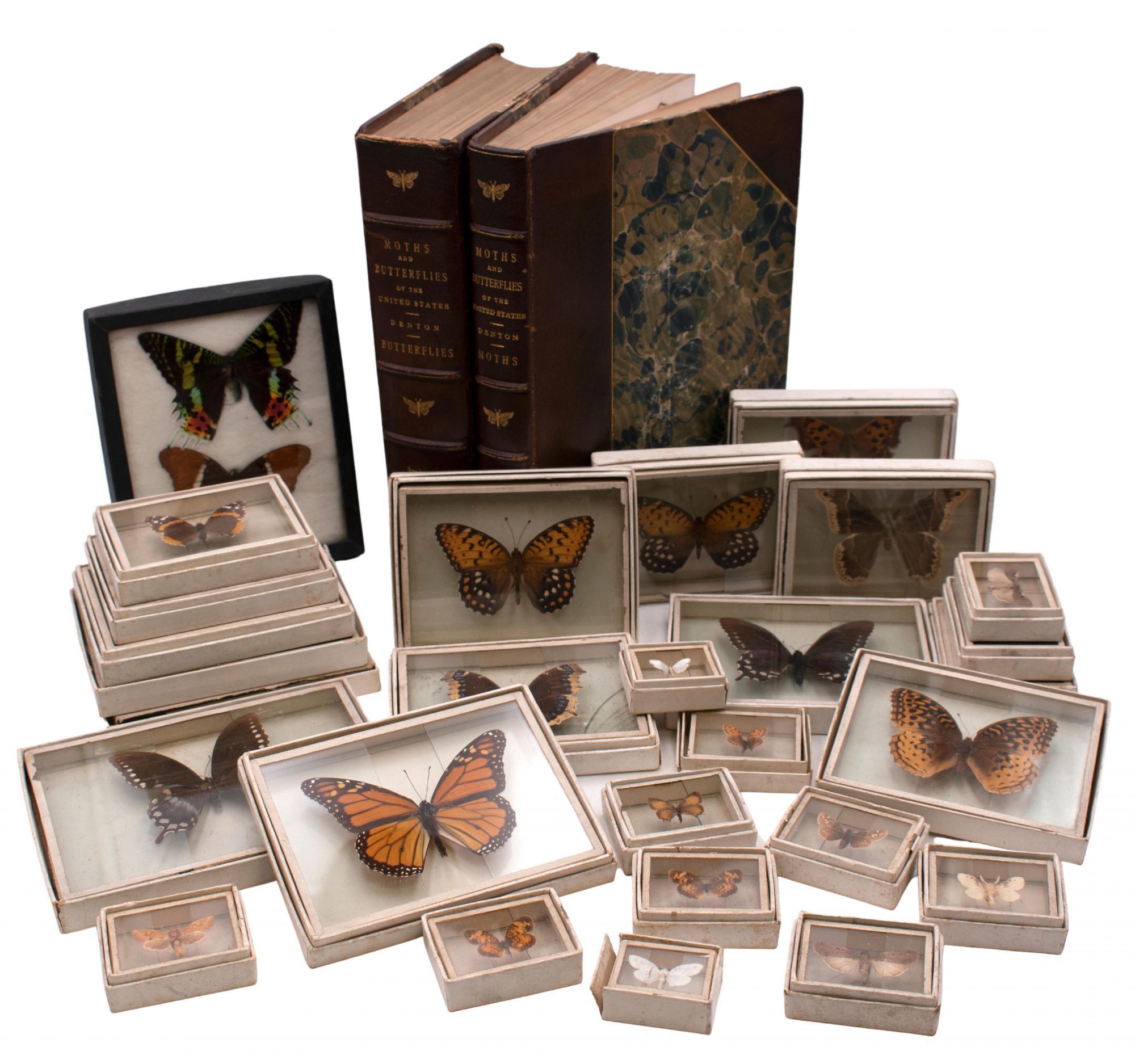 Moths & Butterflies