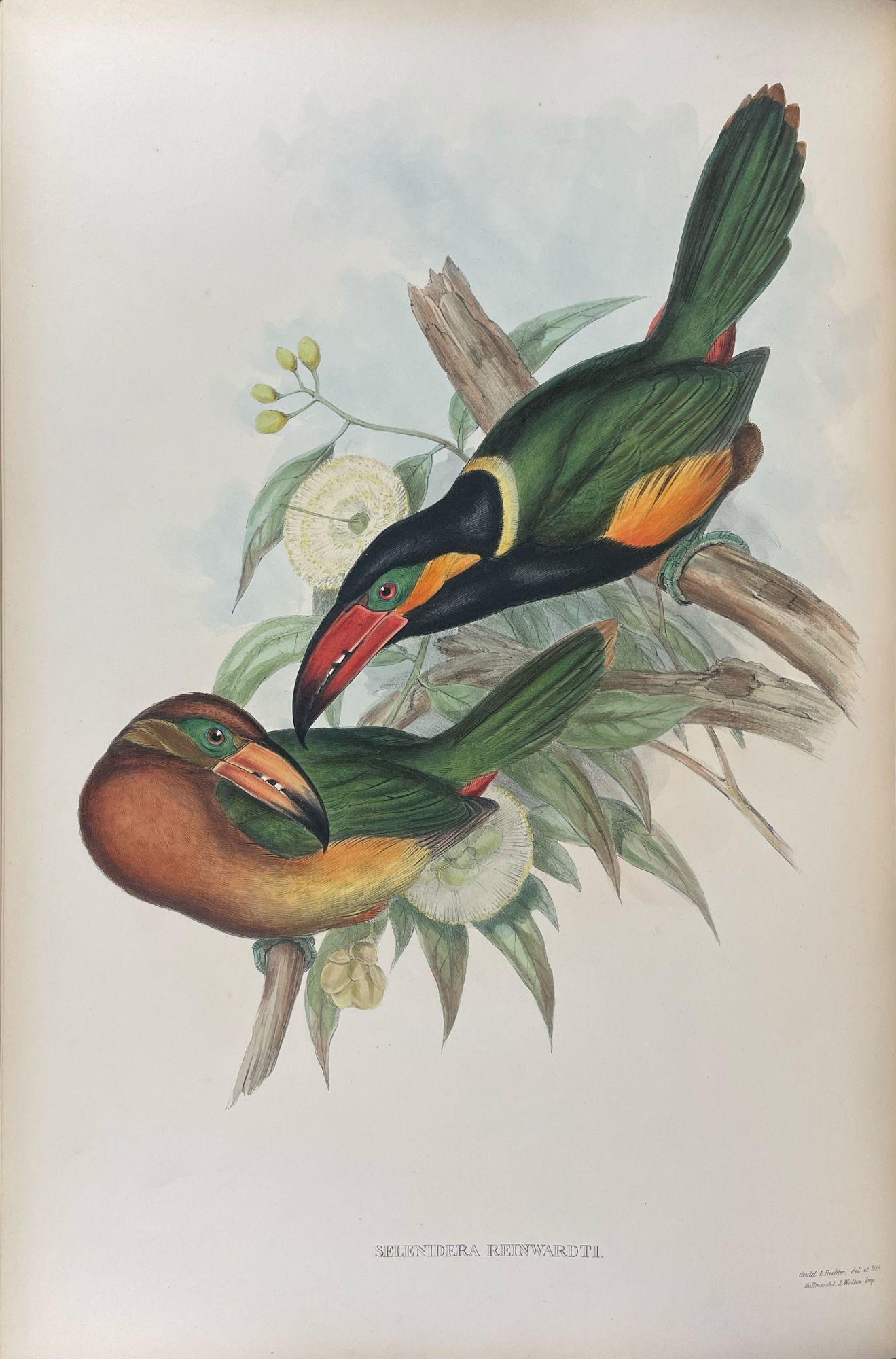 A Monograph of the Ramphasttidae