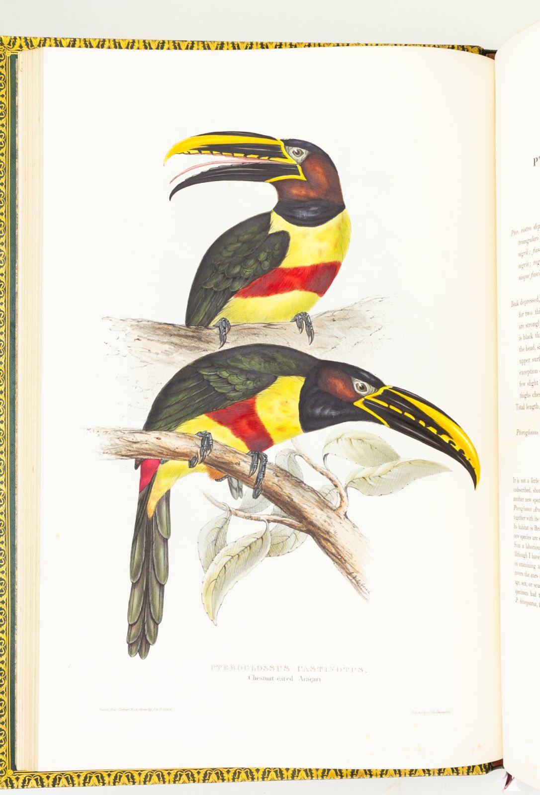 Monograph on Toucans