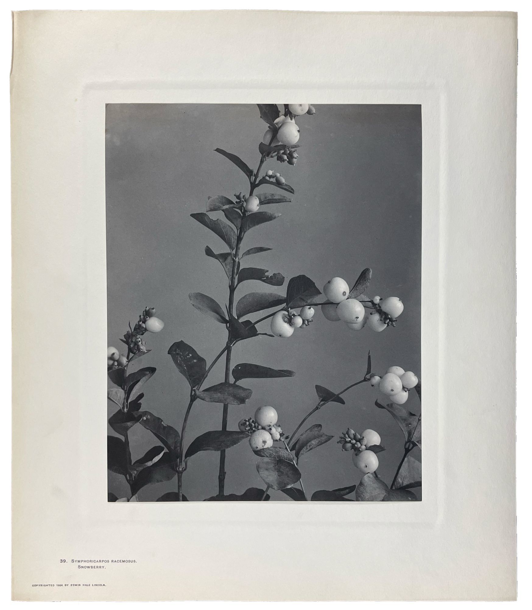 Wild Flowers of New England